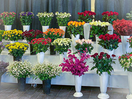 Sheri.s Blumenwelt Mehringplatz 11